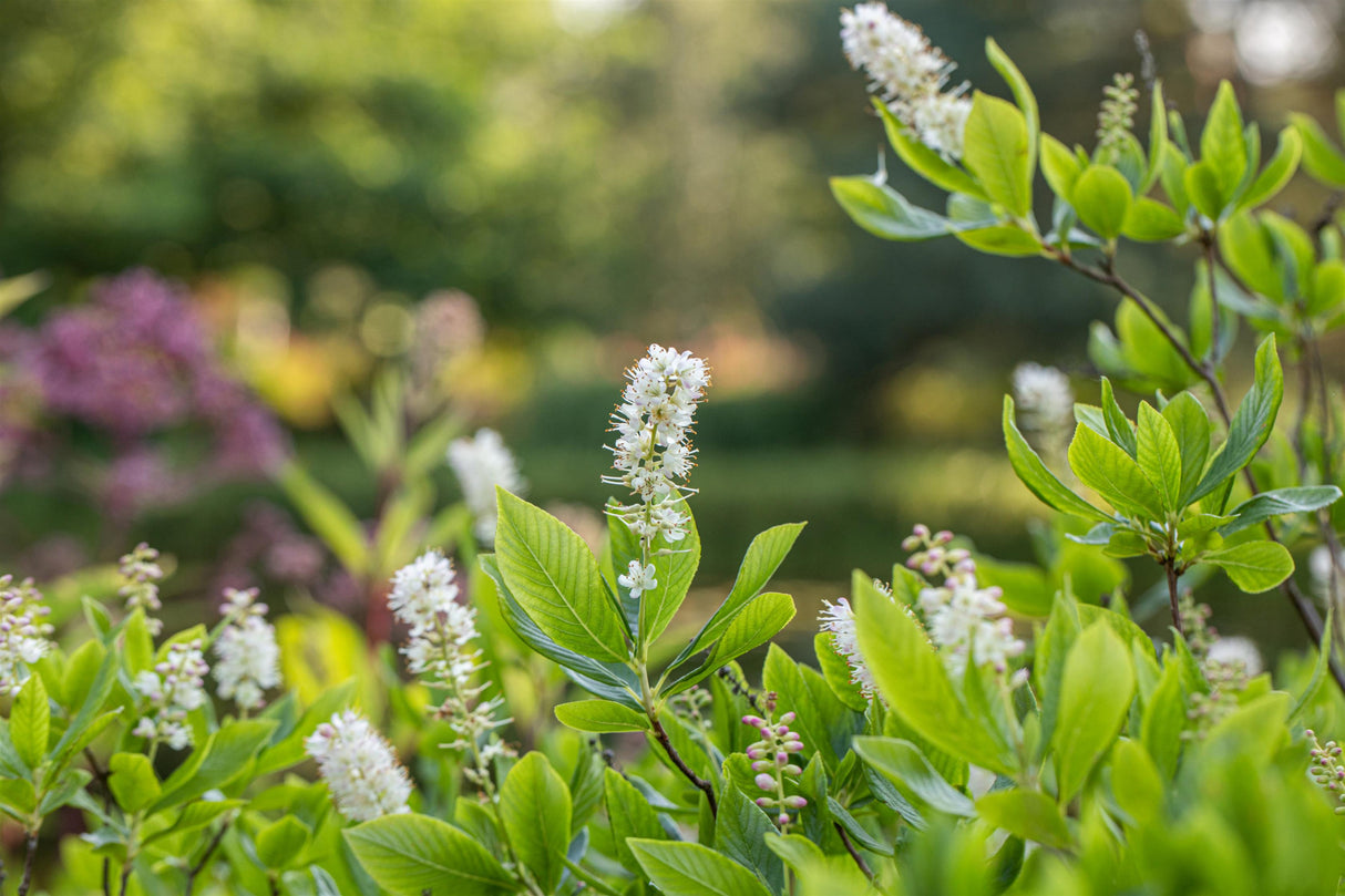 Clethra alnifolia , erhältlich von 40-60 bis 80-100 cm;;ab 27,40 Euro