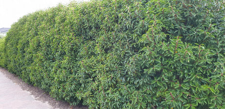 Portugiesische Lorbeerkirsche 'Angustifolia'; bietet Vögeln Nistplatz;;günstig mit Qualität