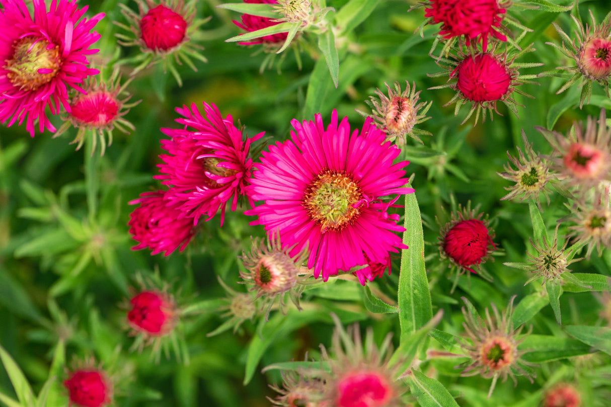 Aster novae-angliae 'Alma Pötschke' mit Blüte; Einsatz: ;;ab 4,70 Euro