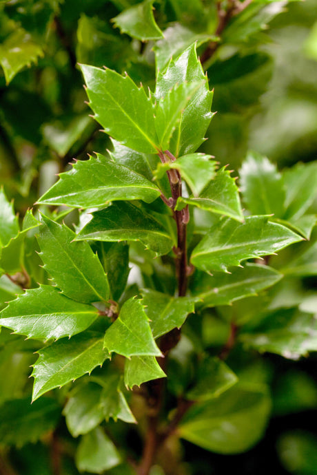 Ilex meserveae 'Heckenpracht' , erhältlich von 40-50 bis 60-80 cm;;ab 24,00 Euro