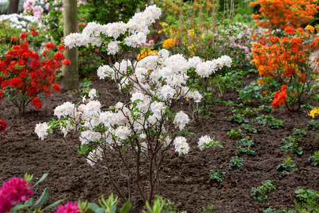 Rhododendron lut. 'Satomi' mit Blüte, erhältlich von 40-50 bis 80-100 cm; Einsatz: ;;ab 39,40 Euro