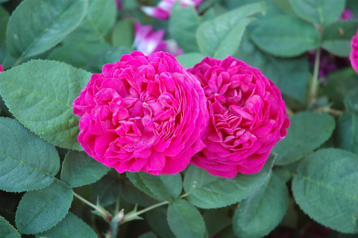 Rosa 'Rose de Resht' STR mit Blüte; Einsatz: ;;ab 9,50 Euro
