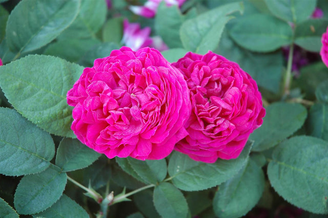 Rosa 'Rose de Resht' STR mit Blüte; Einsatz: ;;ab 9,50 Euro
