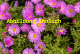 Genaues Foto für Aster dumosus 'Rosenwichtel' folgt; dieses ähnliche Bild dient der Illustration von Garten-Kissen-Aster
