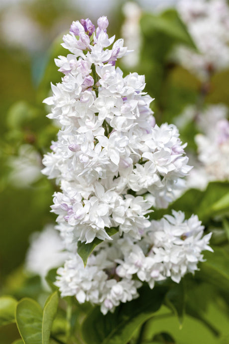 Syringa vulg. 'Mme Lemoine' mit Blüte, erhältlich von 40-60 bis 150-175 cm; Einsatz: ;;ab 7,20 Euro