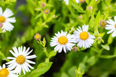 Kalimeris incisa 'Madiva' mit Blüte; Einsatz: ;;ab 4,15 Euro
