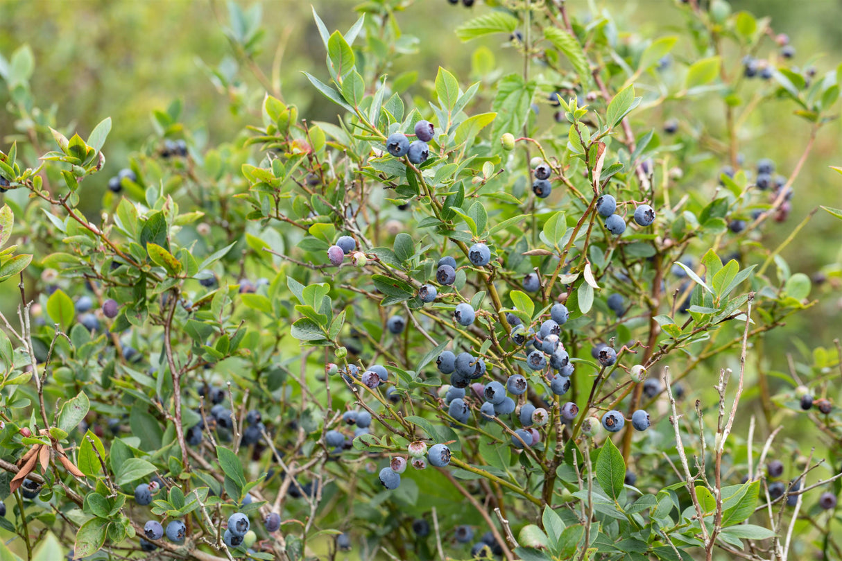 Vaccinium corymb. 'Goldtraube 71' mit Früchten, erhältlich von 30-40 bis 40-60 cm; Einsatz: ;;ab 16,90 Euro
