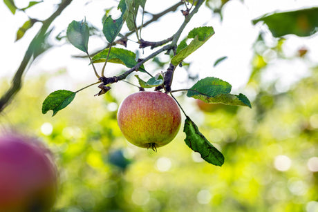 Malus 'Roter Cox Orange' mit Früchten, erhältlich von 150-200 bis 450-650 cm; Einsatz: ;;ab 34,60 Euro