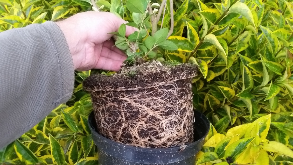 Ligustrum ovalifolium 'Aureum' im Topf; Einsatz: ;;ab 13,00 Euro