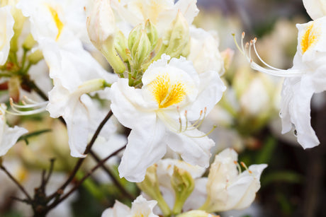 Rhododendron lut. 'Schneegold' mit Blüte, erhältlich von 30-40 bis 70-80 cm; Einsatz: ;;ab 32,10 Euro
