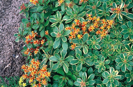 Sedum kamtschaticum 'Variegatum' als Pflanze im Beet; Einsatz: ;;ab 3,85 Euro