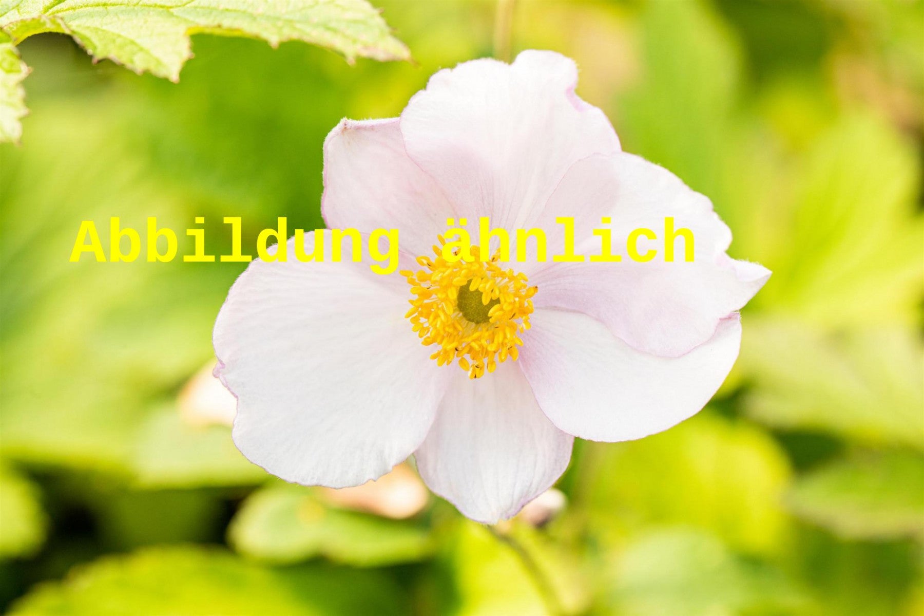 Anemone tomentosa 'Albadura' (Filzige Garten-Herbst-Anemone)