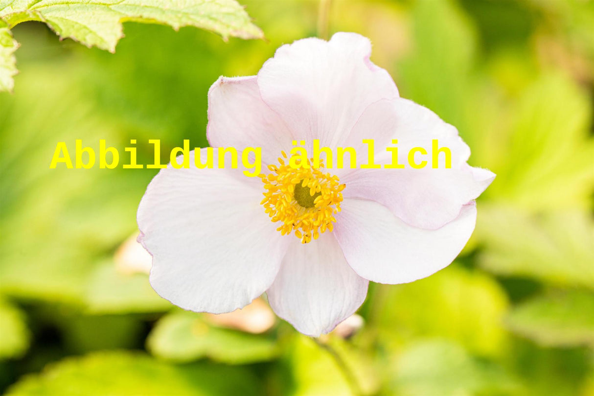Anemone tomentosa 'Albadura' (Filzige Garten-Herbst-Anemone)