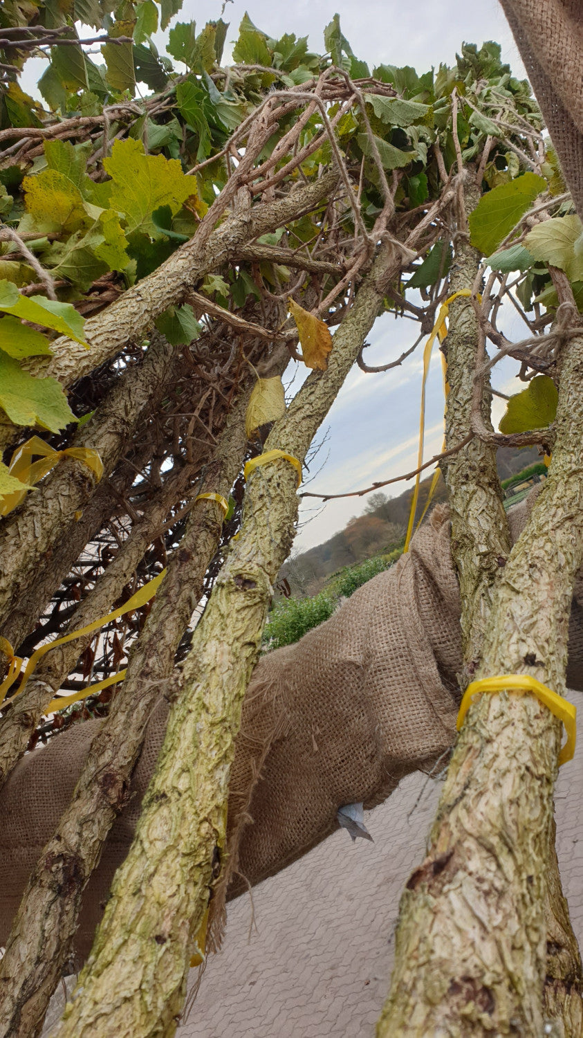 Baumhazeln; vorbereitet für Versand; winterhart; Einsatzmöglichkeit z.B. : Solitärbaum; erhältlich mit Stammumfang von ab 5 bis 20-25 cm;;günstig mit Qualität