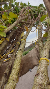 Baumhazeln; vorbereitet für Versand; winterhart; Einsatzmöglichkeit z.B. : Solitärbaum; erhältlich mit Stammumfang von ab 5 bis 20-25 cm;;günstig mit Qualität