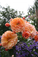 Rosa 'Arabia' STR; hier mit Blüte; duftend; Einsatzmöglichkeit z.B. : Beet;;ab 13,10 Euro