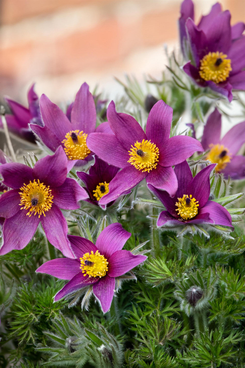 Pulsatilla vulgaris mit Blüte; Einsatz: ;;ab 3,85 Euro