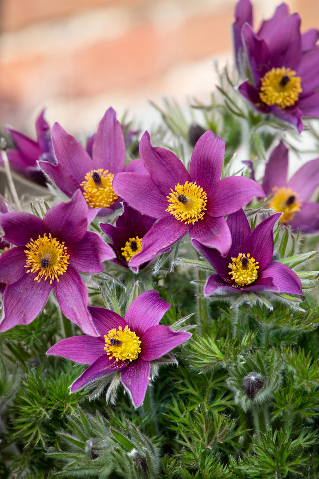 Pulsatilla vulgaris mit Blüte; Einsatz: ;;ab 3,85 Euro