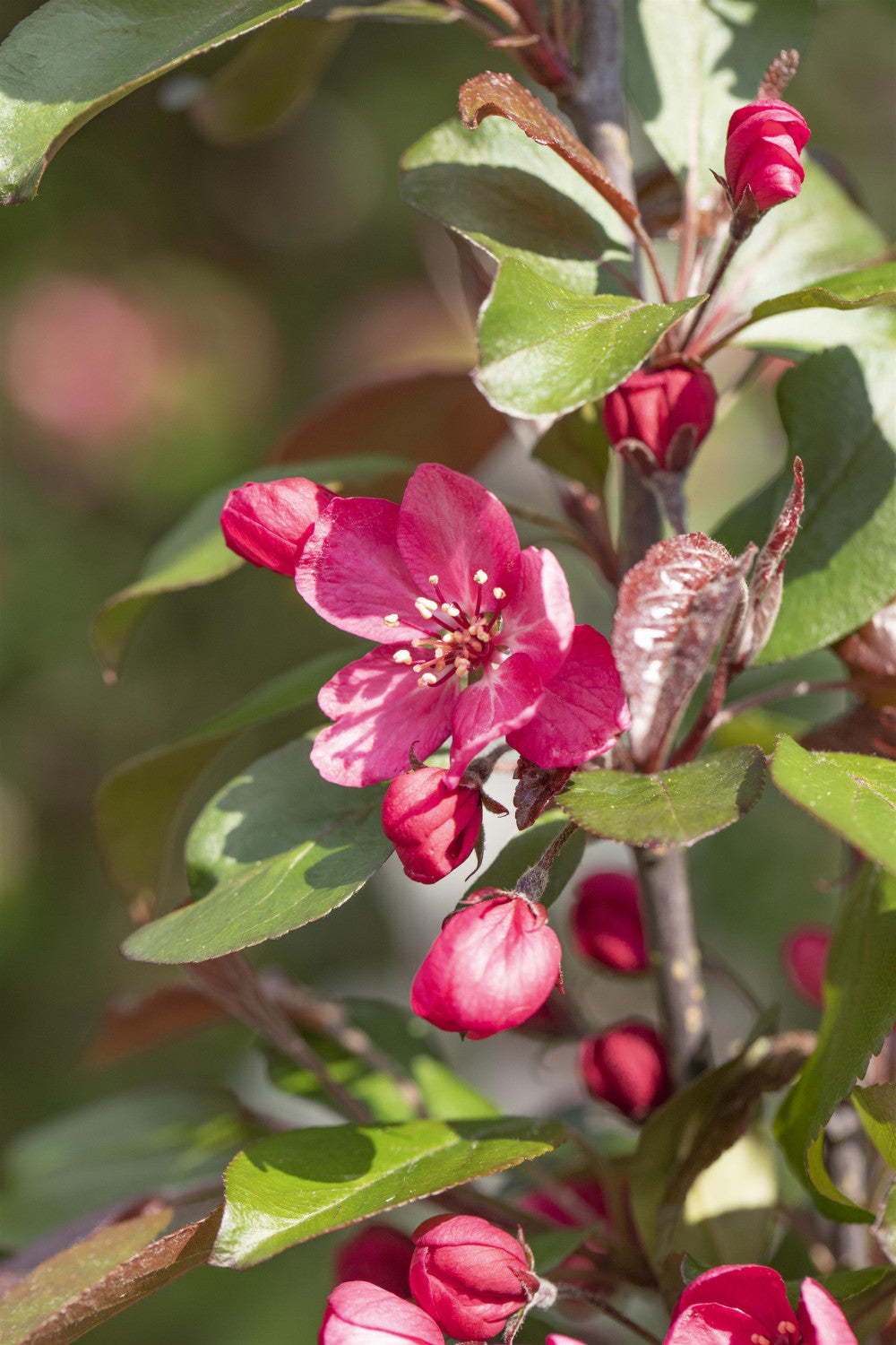 Malus 'Royalty' mit Blüte, erhältlich von 60-100 bis 450-650 cm; Einsatz: ;;ab 16,60 Euro