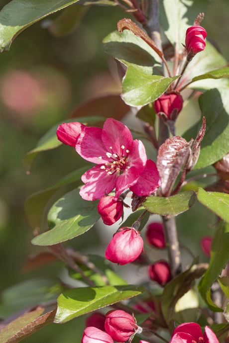 Malus 'Royalty' mit Blüte, erhältlich von 60-100 bis 450-650 cm; Einsatz: ;;ab 16,60 Euro