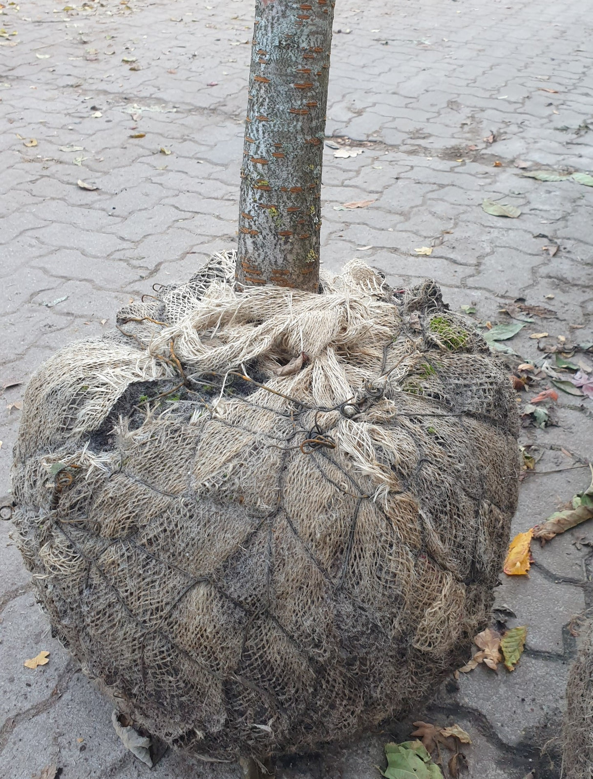 Kirschpflaume; hier als Ballenpflanze; selbstfruchtend; Einsatzmöglichkeit z.B. : Streuobstwiese; erhältlich mit Stammumfang von ab 6 bis 20-25 cm;;günstig mit Qualität