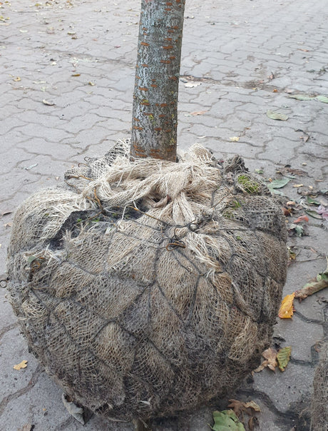 Kirschpflaume; hier als Ballenpflanze; selbstfruchtend; Einsatzmöglichkeit z.B. : Streuobstwiese; erhältlich mit Stammumfang von ab 6 bis 20-25 cm;;günstig mit Qualität