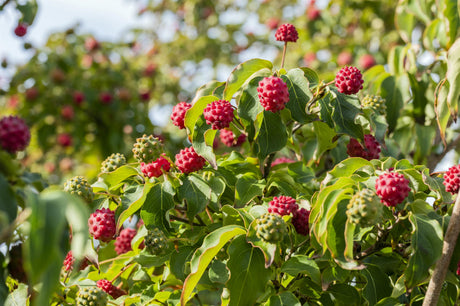 japanische blumen-hartriegel 'milky way'; mit Früchten/Fruchtbehang; anpassungsfähig; Einsatzmöglichkeit z.B. : Hecke;;günstig mit Qualität
