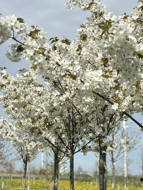 Prunus yedoensis in Einzelansicht, erhältlich von 60-100 bis 450-650 cm; Einsatz: ;;ab 16,60 Euro