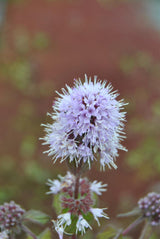 Mentha aquatica; hier mit Blüte; aromatisch; Einsatzmöglichkeit z.B. : Teichrand;;ab 0,00 Euro