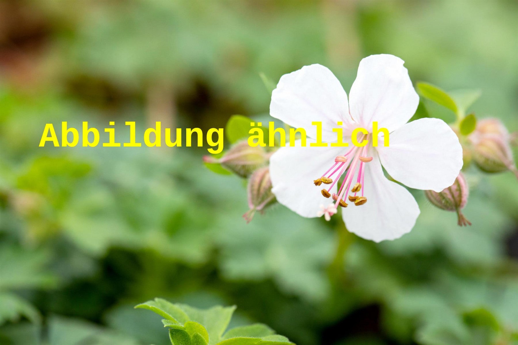 Geranium x cantabrigiense 'Saint Ola' (Cambridge-Bastard-Storchschnabel)