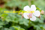 Genaues Foto für Geranium x cantabrigiense 'Saint Ola' folgt; dieses ähnliche Bild dient der Illustration von Cambridge-Bastard-Storchschnabel