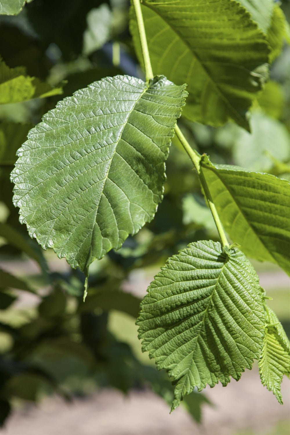 Morus alba mit Belaubung, erhältlich von 60-100 bis 450-650 cm; Einsatz: ;;ab 12,50 Euro