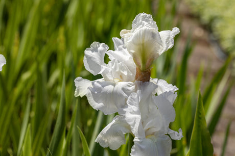 Iris x barb. -elat. 'Cliffs of Dover' mit Blüte; Einsatz: , ;;ab 6,02 Euro