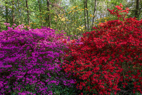 Rhododendron obt. 'Satschiko' als Pflanze im Beet, erhältlich von 25-30 bis 25-30 cm; Einsatz: ;;ab 19,80 Euro