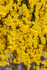 Cytisus scoparius VkG 4; hier mit Blüte; bienennährpflanze; Einsatzmöglichkeit z.B. : Bienenweide; verfügbar in 2 Größen und Varianten;;ab 14,90 Euro