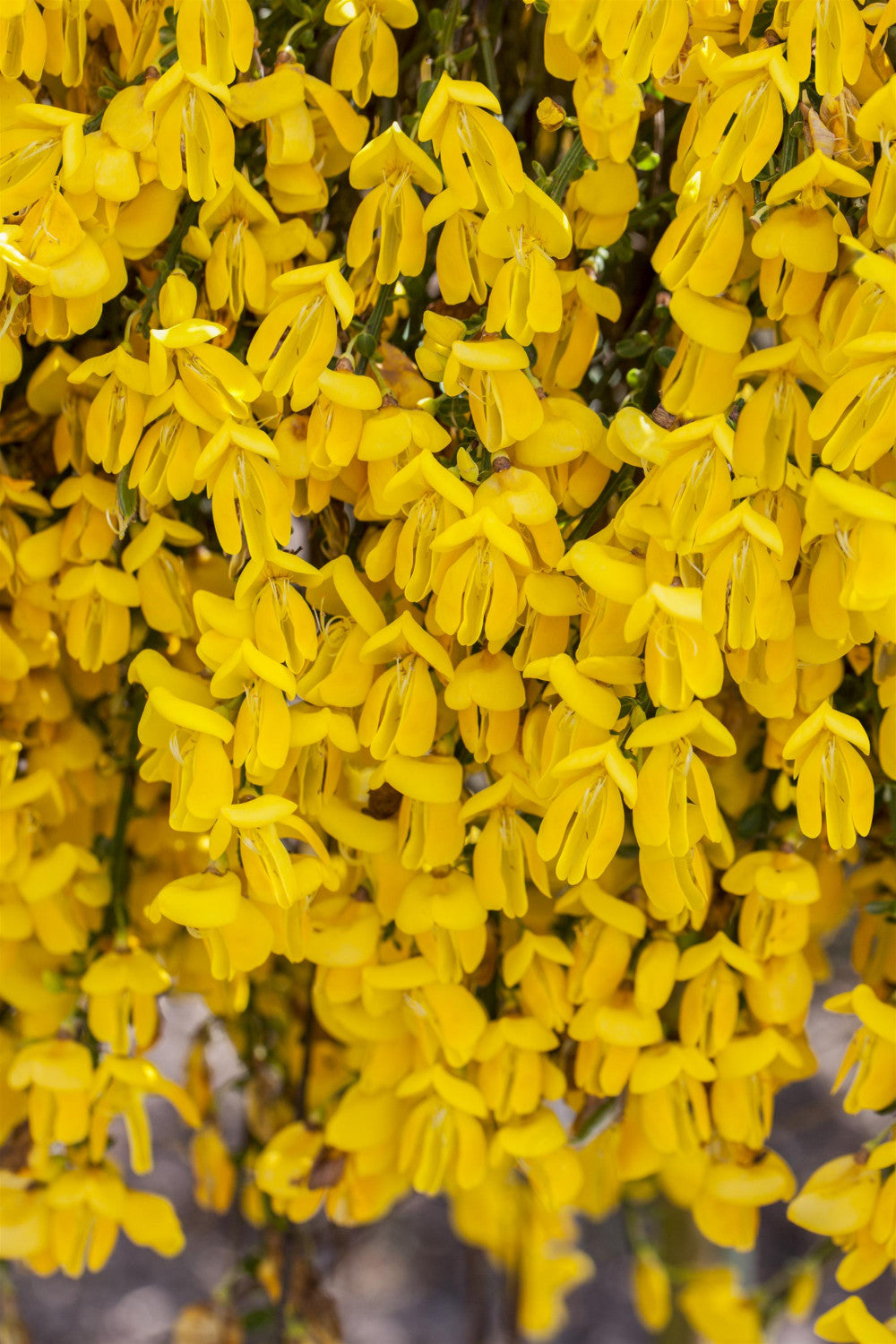 Cytisus scoparius VkG 1 mit Blüte, erhältlich von 40-60 bis 60-80 cm; Einsatz: ;;ab 11,00 Euro
