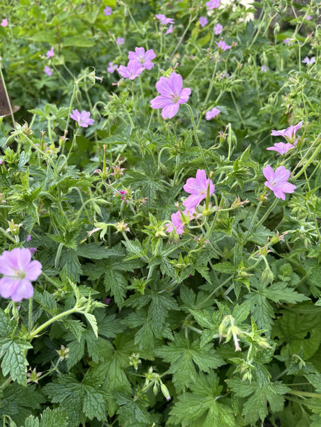 Geranium x oxonianum 'Lady Moore' mit Blüte; Einsatz: ;;ab 3,35 Euro