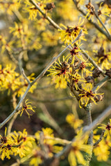 Hamamelis interm. 'Westerstede'; hier mit Blüte; frühblüher; Einsatzmöglichkeit z.B. : Solitärpflanze; verfügbar in 7 Größen und Varianten;;ab 63,80 Euro