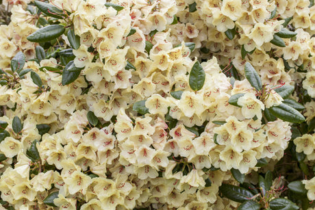 Rhododendron yak. 'Flava' mit Blüte, erhältlich von 30-40 bis 60-70 cm; Einsatz: ;;ab 41,60 Euro