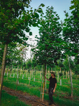 Acer platanoides HkG 80004; schnellwüchsig;;ab 1,62 Euro