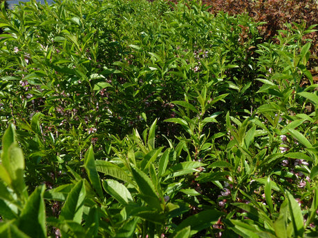 Prunus tenella; hier mit Sommerbelaubung; pflegeleicht; Einsatzmöglichkeit z.B. : Heidegarten;;mit zeitnaher Lieferung