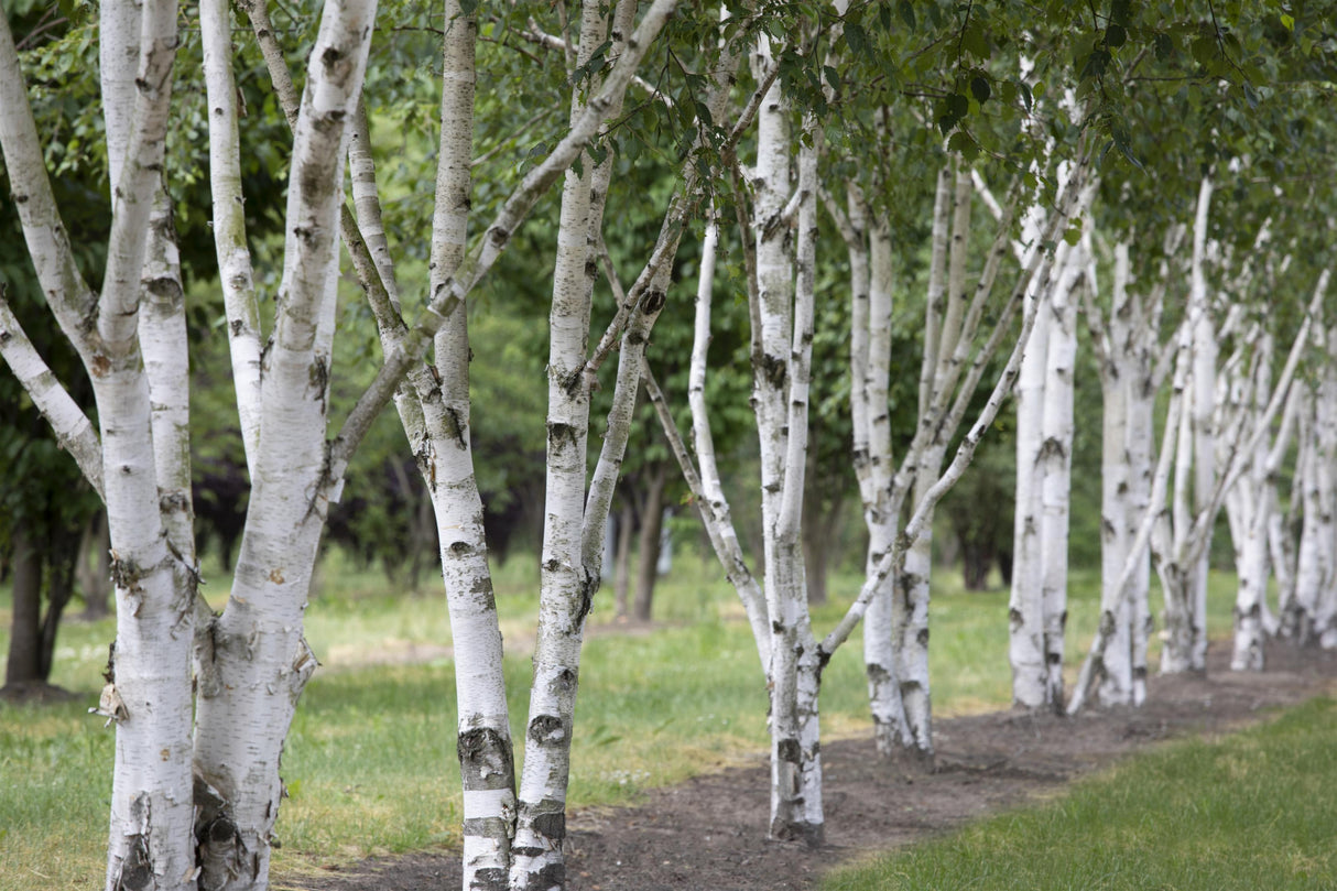 Betula jacquemontii , erhältlich von 125-150 bis 450-650 cm;;ab 35,60 Euro