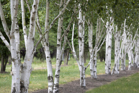 Betula jacquemontii , erhältlich von 125-150 bis 450-650 cm;;ab 35,60 Euro