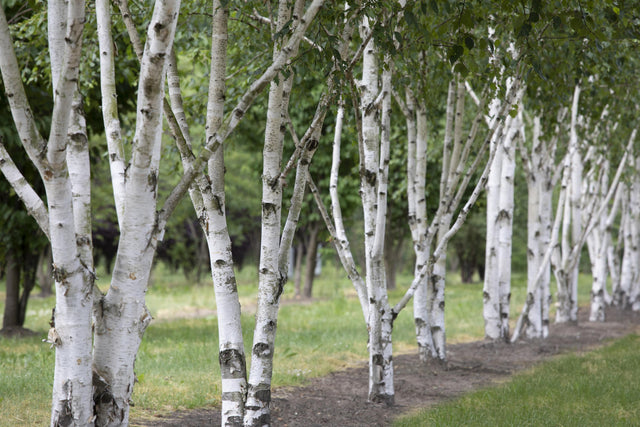 Betula jacquemontii , erhältlich von 125-150 bis 450-650 cm;;ab 35,60 Euro