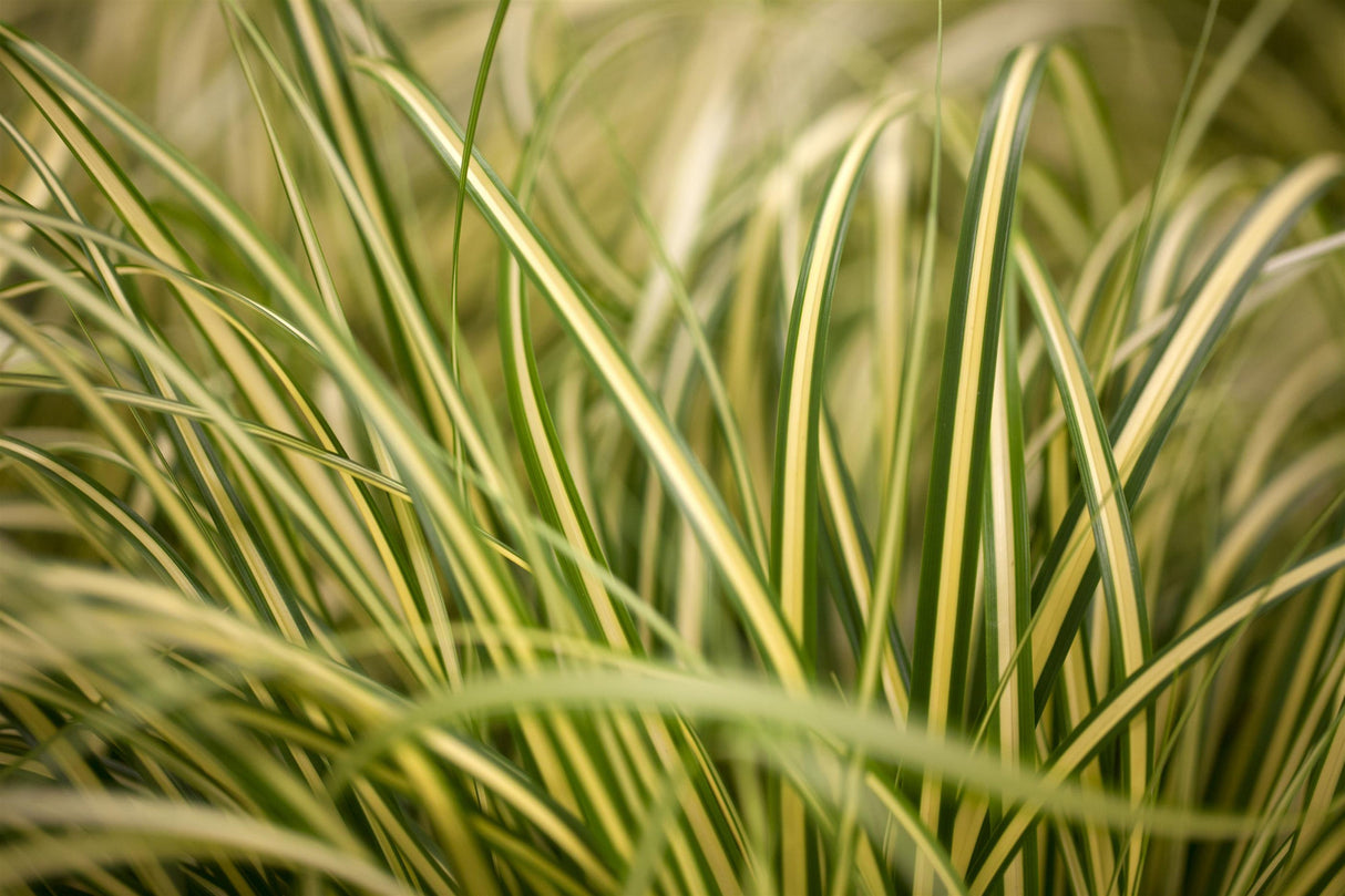 Carex oshimensis 'Evergold' ;;ab 5,35 Euro