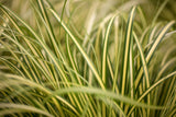 Carex oshimensis 'Evergold'; winterhart; verfügbar in 2 Größen und Varianten;;ab 0,00 Euro