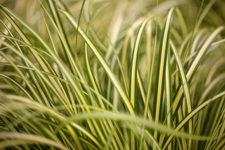Carex oshimensis 'Evergold' ;;ab 5,35 Euro