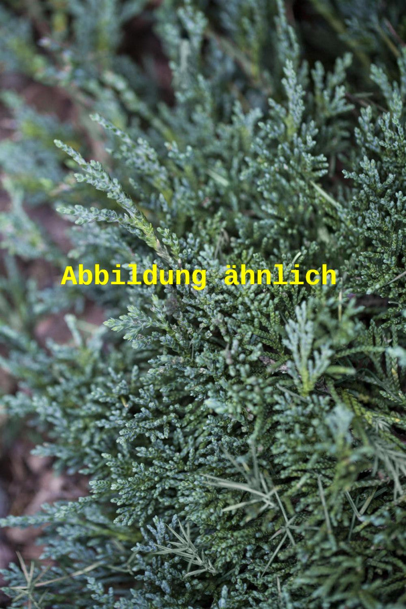 Juniperus horizontalis 'Glauca' (Blauer Teppichwacholder)