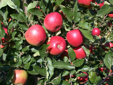 Apfel 'Ecolette' mit Früchten, verfügbar in 17 Größen und Varianten; Einsatz: Zierapfelrobust;;hier kaufen
