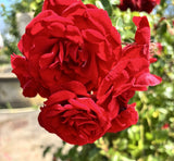 Rosa 'Amadeus' KL; hier mit Blüte; winterhart; Einsatzmöglichkeit z.B. : Rankgitter;;mit zeitnaher Lieferung